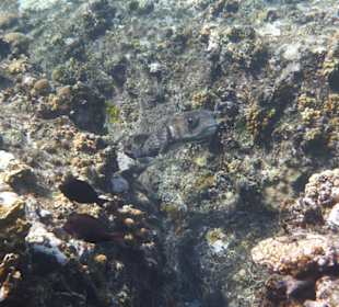 Kofferfisch am Hausfiff