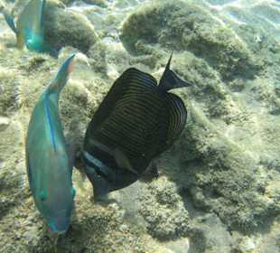 Papagaifisch und BraunerSegelfloddendoktor