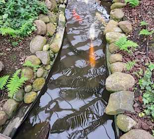 Schmetterlingsgarten