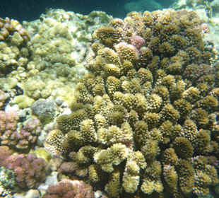 Schnorcheln Pointe aux Piments