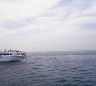 Schnorcheltour
