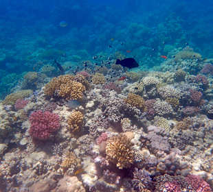 Schnorcheln Makadi Bay