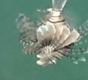 Schnorcheln Makadi Bay