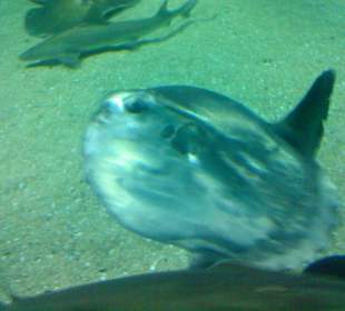 Rochen, Hai, Mondfisch, Sägefisch