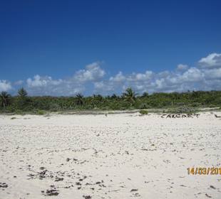 Naturstrand - dahinter Dschungel