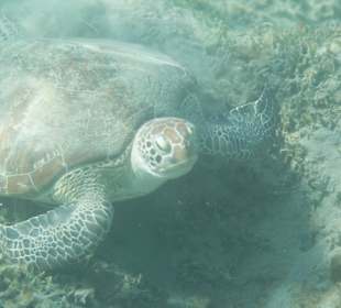 Schnorcheln // Schildkröte gesehen
