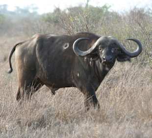 Amboseli