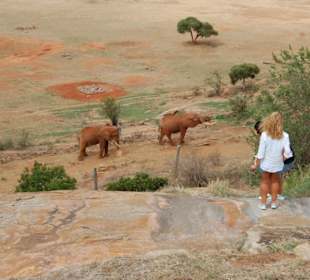 Voi Safari Lodge