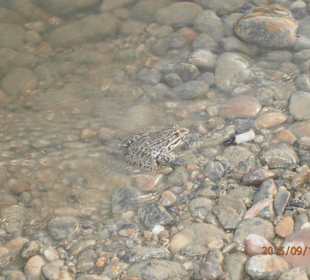 Frong in the autumn water