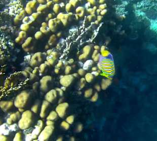 Schnorcheln Marsa Alam