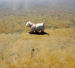 Der Hundestrand dei Pini
