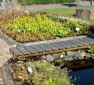 Feuchtbiotop 
