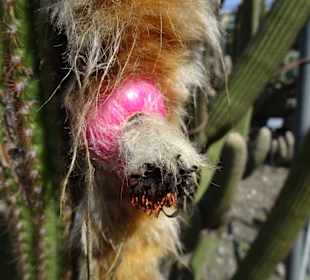 In den Kakteengärten von Trauttmansdorff