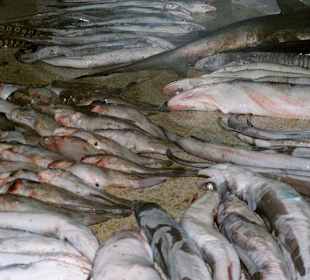 viele fangfrische Fische