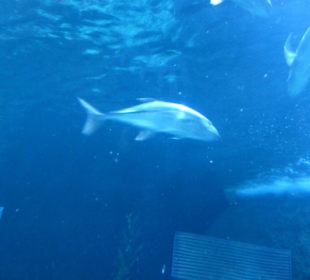 Acuario