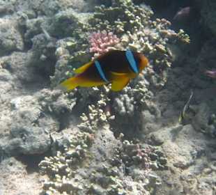 Korallenriff rechts hinter der Hotelgrenze