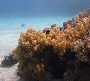 Einmalie Erlebnisse mit Mo´s Delfinen