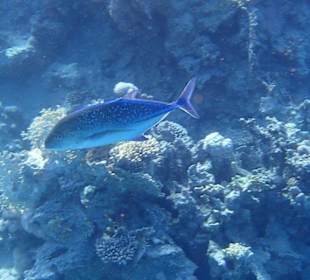 Blauflossen Stachelmakrele