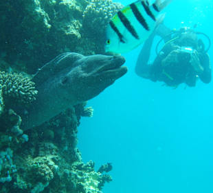 Chloe's Diving Center