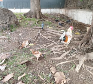 Markthalle Puerto de la Cruz