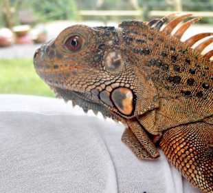 Leguan