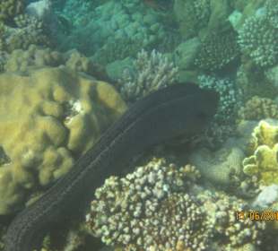 Schnorcheln Marsa Alam