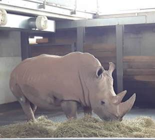 Nashorn
