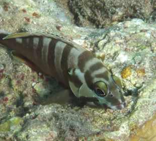 Sie lassen sich nicht stören