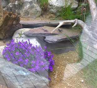 Eurasienbereich - Perleidechse