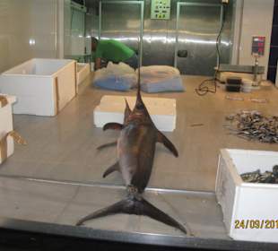 Schwertfisch zu verkaufen