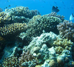 Sagenhafte Unterwasserwelt