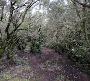 Garajonay National Park