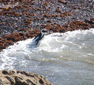 ...und ab ins Wasser