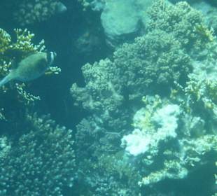 Delfinschwimmen 21.09.