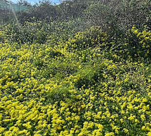 Stadtrundgang Benalmadena