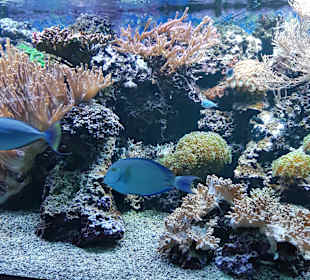 Meeresaquarium am Fichtelberg