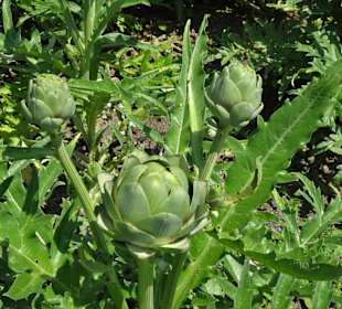 Im Küchengarten des Schlosses Veitshöchheim