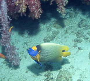 Tauchen an den Similans