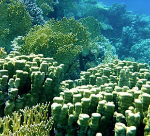 Delfine erleben mit Yasser