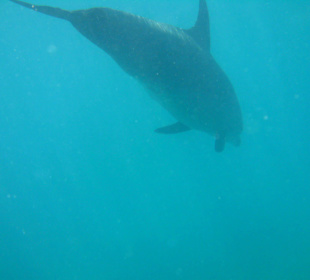 Delfintour