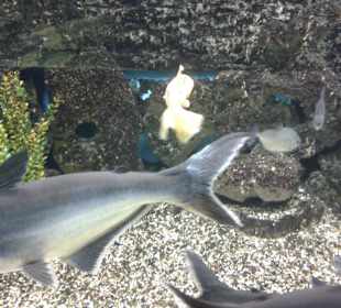 Aquarium in Hurghada