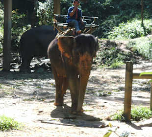 Elefantenritt