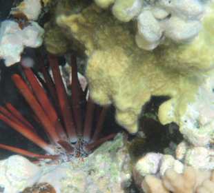 Seeigel am Hausriff des Makadi Palace