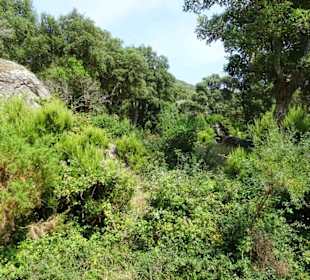 Vegetation an der Massane