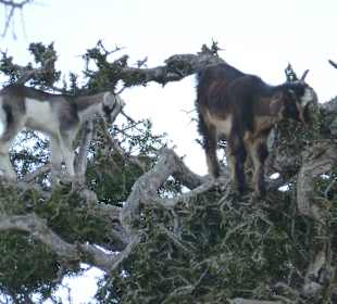 Stadtrundfahrt Agadir