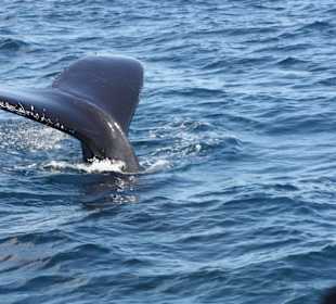 Whale watching Februar 2015