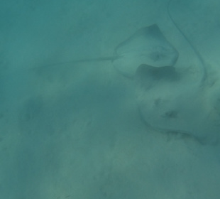 Schnorcheln Marsa Alam