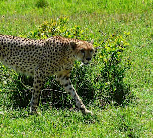Gepard