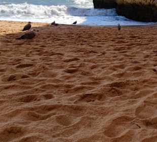 Praia de Nossa Senhora da Rocha
