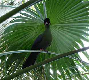 Ein Vogel in der Aussenanlage